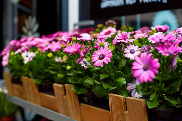 Wall Mural - Decorative windowsill bed with blooming pink daisies