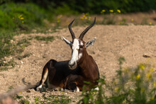 Antelope In The Wild, The Blesbok Or Blesbuck (Damaliscus Pygargus Phillipsi)