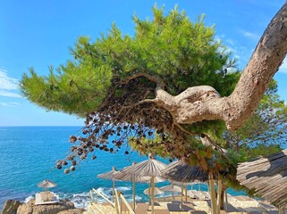 Canvas Print - Pine tree on the beach by sea shore at summer sunny day.