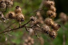 The Prickly Herb Burdock Plant Or Arctium Plant From The Asteraceae Family. Dry Brown Arctium Minus. Dried Seed Heads In Fall. Ripe Burrs With Sharp Catchy Hooks. Soft Focus