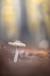 Small mushroom surrounded by autumn foliage