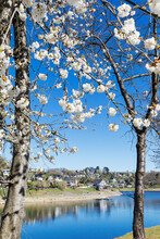 Blooming Cherry Tree In Front Of Lake