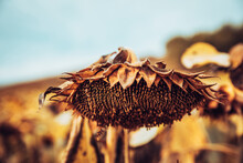 Head Of Dried Sunflower Growing In Field