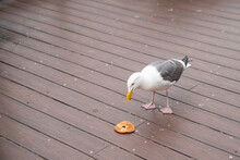 Portrait Of Curious Wild Seagull Bird Looking At A Piece Of Bread On The Ground On The Wooden Dock At Old Fishermanâs Wharf In California Usa