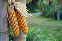 Farm-produced Corn Is Produced By The Farmers Who Plant The Corn.              