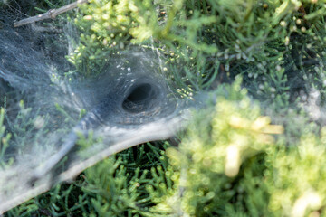 spider net on a tree