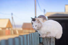 Two Cats Sitting On Wooden Fence. White Cat With Blue Eyes