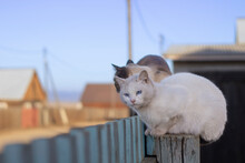 Two Cats Sitting On Wooden Fence. White Cat With Blue Eyes