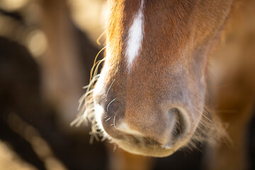 Poster - Morro de un potro alazán en una feria de caballos