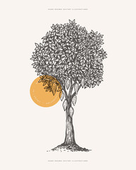 Cocoa tree with fruits in engraving style. Botanical design element for labels, emblems, chocolate packaging. Vector vintage illustration on a light isolated background.