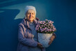 © igishevamaria - Happy senior female in outerwear smiling for camera and carrying potted flowers against blue wall while representing hobby and gardening concept. Happy elderly woman on spring day.