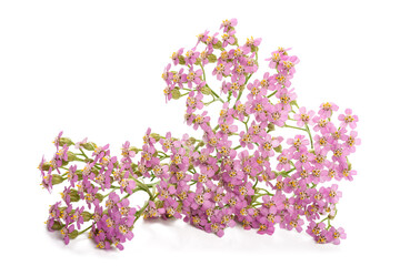 Poster - Pink  yarrow flowers