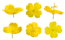 Yellow Evening Primroses
