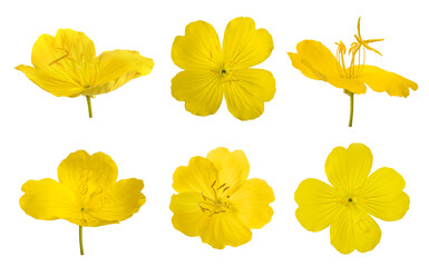 Wall Mural - Yellow evening primroses