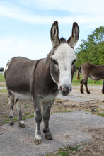 A Cute Miniature Donkey Standing In It's Enclose In Summer