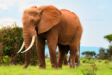 African Elephant At A National Park In Kenya