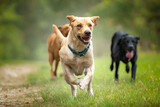 Fototapeta Psy - Yellow Labrador running in a forest with a black labrador and fox red labrador in the background