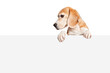 A beagle dog looking down at the blank sign with paws hanging over. Isolated on white background. Copy space. Suitable for collage and banner making and any other design
