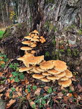 Tree Fungus On The Trunk Of An Old Tree On An Autumn Day