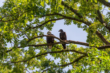 Mother Bald Eagle And Her Fledgling Perched On A Tree Branch In Spring