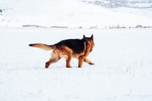 Picture Of Beautiful Male  German Shepherd Dog Running With  On The Snow In Daytime In Winter 