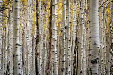 Thick Forest Of Aspen Trees With Yellow Leaves And Tall Trunks In A Fall Landscape In Colorado