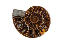 A Polished Half Of Fossil Ammonite Isolated On A White Background With Clipping Path