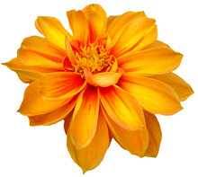 Orange Flowers Look Natural Close Up