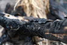 Close Up Scorch Tree Trunk After Burnt In The Forest.
