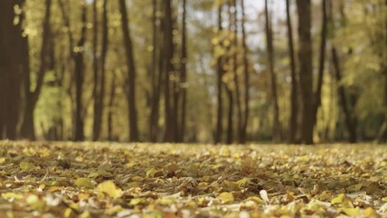 Wall Mural - Slow motion background of autumn park with falling leaves