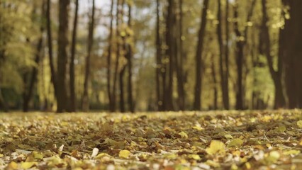 Wall Mural - Slow motion background of autumn park with falling leaves
