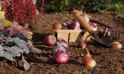 Canvas Print - Plantation de bulbes de tulipes et de jacinthes en automne	