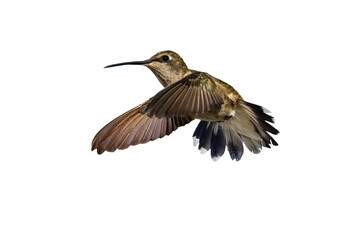black-chinned hummingbird (archilochus alexandri) photo, in flight on a transparent background