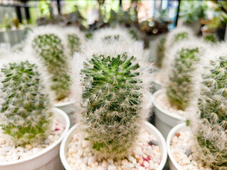 Wall Mural - Blooming green cactus texture background in a pot.