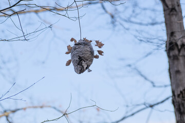 Wall Mural - A very large hornet nest is hanging from the tree branch at Greenwood County Park in Upstate NY.  Autumn leaves stick out from the sides of this Nest in late Fall.