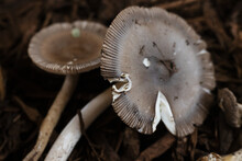 Amanita Pachycolea - Western Grisette Mushrooms.
