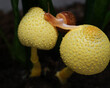 Leucocoprinus birnbaumii is a species of gilled mushroom in the family Agaricaceae. It is common in the tropics and subtropics. However, in temperate regions, it frequently occurs in greenhouses.