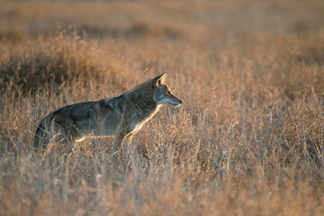 coyote in early morning light up close in dry grass at bolsa chica ecological reserve, huntington be