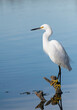 Snowy egret up close in great light, a vertical image showing yellow legs