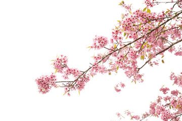 pink cherry blossom