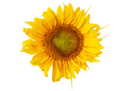 Fototapeta Fototapeta w kwiaty na ścianę - słonecznik png, kwiat na przezroczystym tle