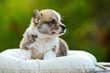 Cute puppy Pembroke Welsh Corgi standing up outdoors in summer park. High quality photo
