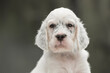 Portrait close-up english setter young dog. Blue belton.