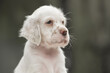 Portrait close-up english setter young dog. Orange belton.