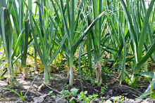 fresh spring onions growing in the field