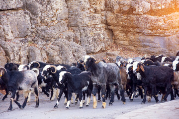 Wall Mural - A herd of dark goats are returning from pasture to a farm along a mountain road.