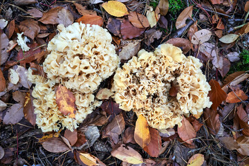 Wall Mural - Closeup of a cauliflower fungus among fallen leaves in a forest during autumn