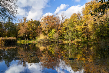 Wall Mural - Colorful leaves of trees reflected in the surface of water in a park during autumn