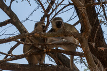 Two Vervet Monkeys In A Tree