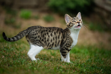 Wall Mural - Tabby cat in a summer garden